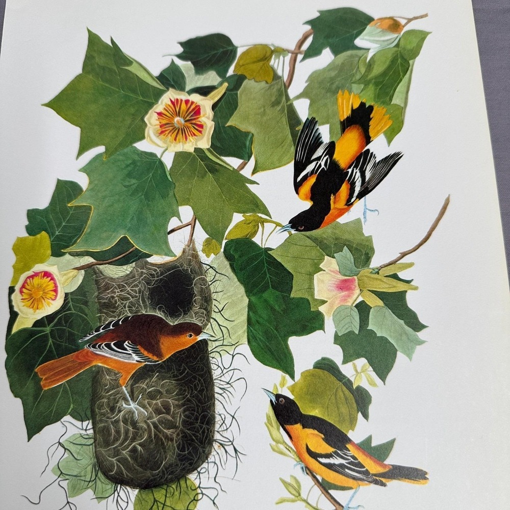 1950 Vintage Print Baltimore Oriole American Bird Art Illustration Audubon - Picture 2 of 6